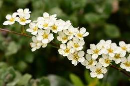 hawthorn blossoms